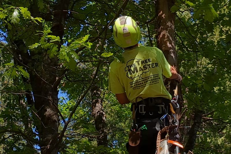 7 Key Questions to Ask Before Hiring a Tree Trimming Service | Tree ...